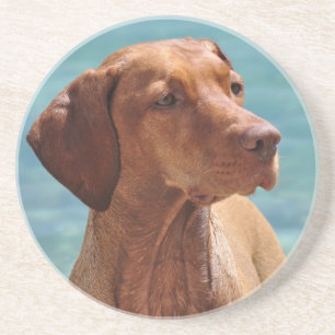 Hongaarse Vizsla-hond Zandsteen Onderzetter