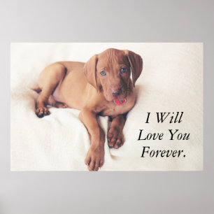 Hongaarse Vizsla Puppy Poster