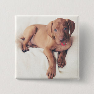 Hongaarse Vizsla Puppy Vierkante Button 5,1 Cm