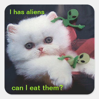 Hongerig Schattige Kitten - Vierkante Sticker