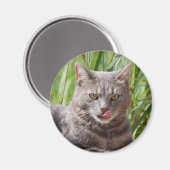 Hongerige kattenmagneet magneet (Voorkant / Achterkant)