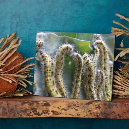 Hongerige koolwitrupsplaque fotoplaat (Zijkant)