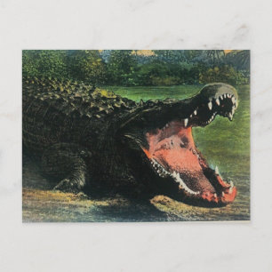 Hongerige Mensenetende Alligator Ansichtkaart Briefkaart