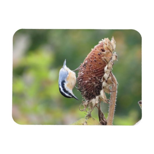 Hongerige Nuthatch Magneet (Horizontaal)