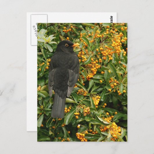 Hongervogel Briefkaart (Voorkant / Achterkant)