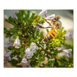 Honigbij op Wilde Bloemen – Natuurprint van Bestui Foto Afdruk