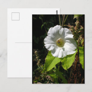Honigbij op Wilde Morgenster Briefkaart