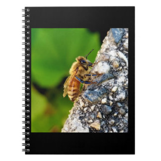 Honingbij 6.5x8.75 Spiraal Notitieboek