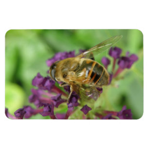 Honingbij en paarse bloemen Flexi Magnet Magneet