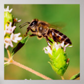 Honingbij in actie poster (Voorkant)