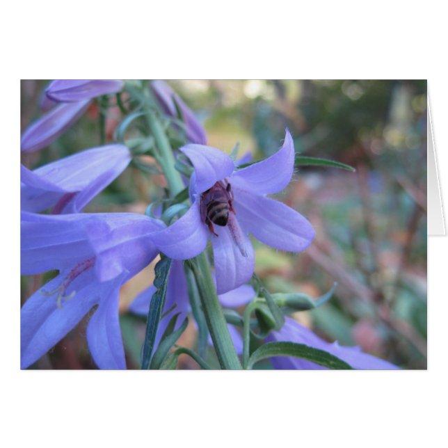 Honingbij in Harebell (Voorkant Horizontaal)