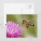 Honingbij landt op een melkdichte bloem briefkaart (Voorkant / Achterkant)