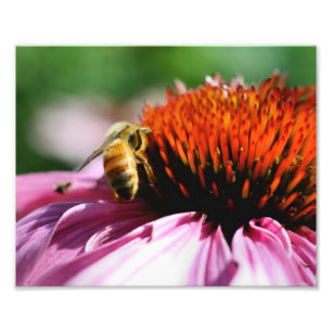 Honingbij op Coneflower Close Up 8x10 Foto Afdruk