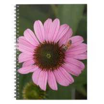 Honingbij op Echinacea