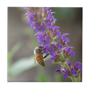 Honingbij op Salvia Tegeltje