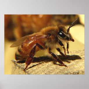 Honingbij Poster