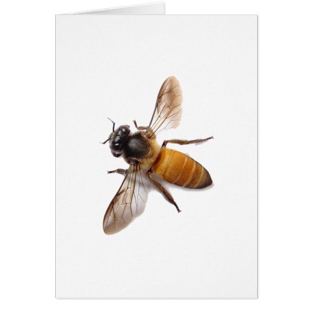 Honingbijen (Voorkant)