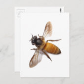 Honingbijen Briefkaart (Voorkant / Achterkant)
