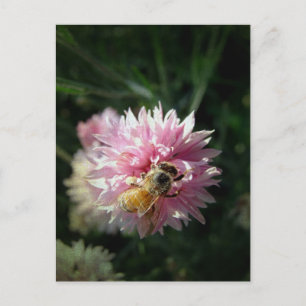 Honingbijen en roze ventiel briefkaart