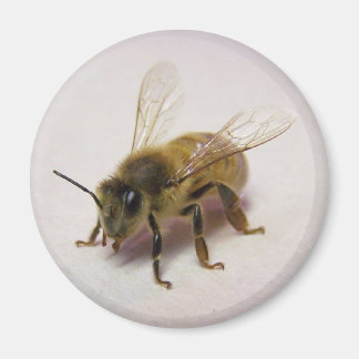 honingbijen magneet