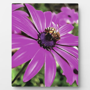 Honingbijen op een Paarse Afrikaanse Daisy Art Fotoplaat