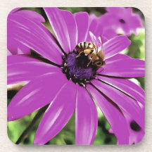 Honingbijen op een Paarse Afrikaanse Daisy Art