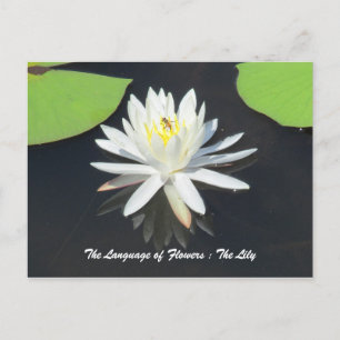 Honingbijen op het Briefkaart van de waterLily