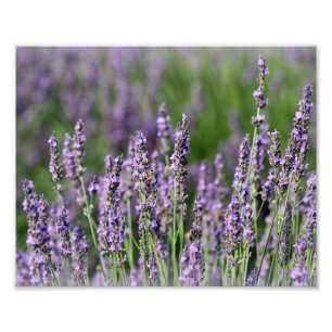 Honingbijen op Lavender Flowers Foto Afdruk