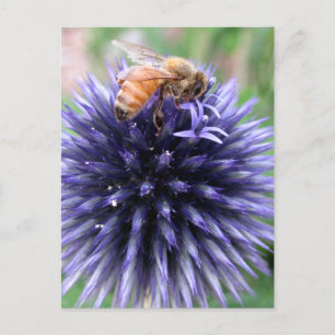 Honingbijen op Paars Wereldbol Thistle Flower Briefkaart