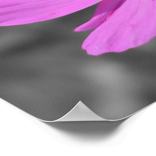 Honingbijen op roze kosmos met gedeeltelijke kleur poster (Hoek)