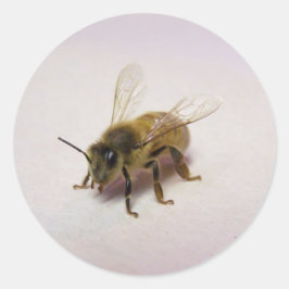 honingbijen ronde sticker