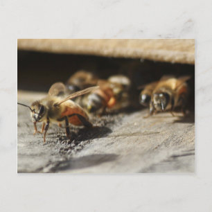 Honingbijen verlaten bijenkorf briefkaart