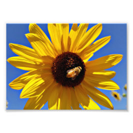 Honingbijen, wilde zonnebloemen, bestuifd foto afdruk