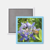 Honingbijenmagneet Magneet (Voorkant / Achterkant)