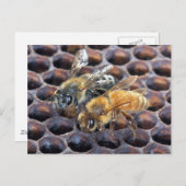Honingraat bijen briefkaart (Voorkant / Achterkant)