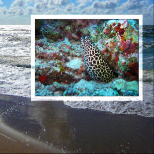 Honingraat Moray Eel Peking Out van Coral Briefkaart