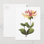 honingzucht (Lonicera sp.) van Redouté Briefkaart (Voorkant / Achterkant)
