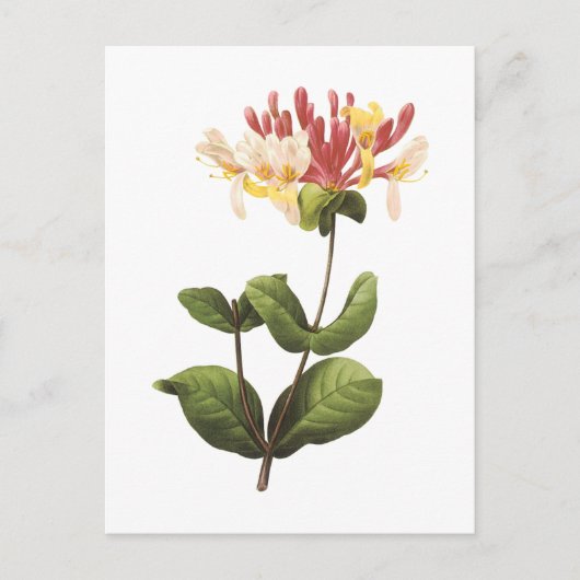 honingzucht (Lonicera sp.) van Redouté Briefkaart (Voorkant)