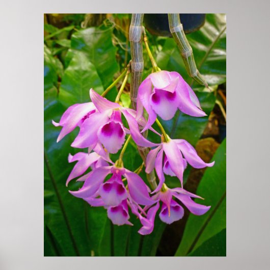 Honohono Orchids en Ferns Poster (Voorkant)