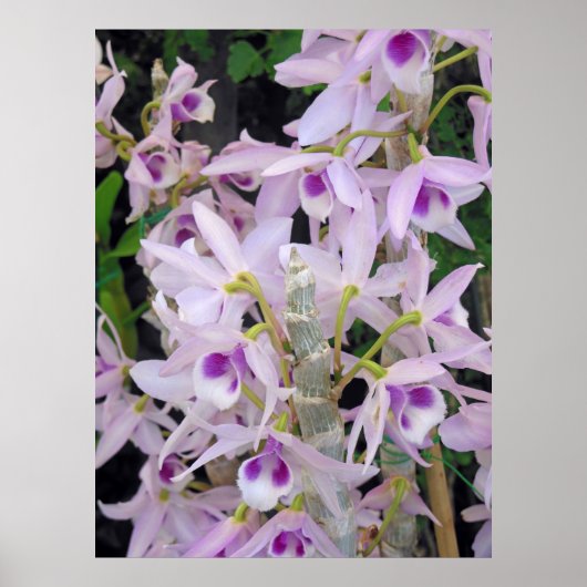 Honohono Orchids Poster (Voorkant)