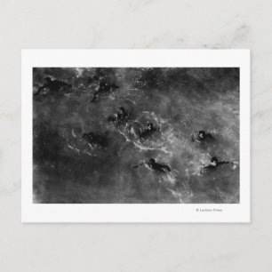 Honolulu, HA - Duikende jongens nabij Honolulu Har Briefkaart