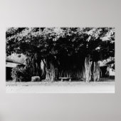 Honolulu, Hawaii - De worstboom Poster (Voorkant)