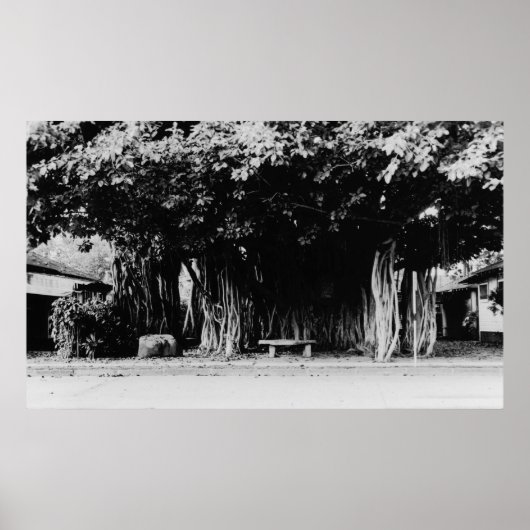 Honolulu, Hawaii - De worstboom Poster (Voorkant)