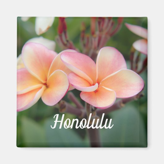 Honolulu Plumeria Magnet Magneet (Voorkant)