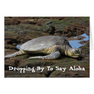 Honu se reposant sur les roches chaudes