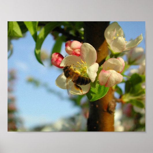 Honyebee 8x10 poster (Voorkant)