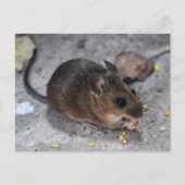 Hood Mouse Briefkaart (Voorkant)