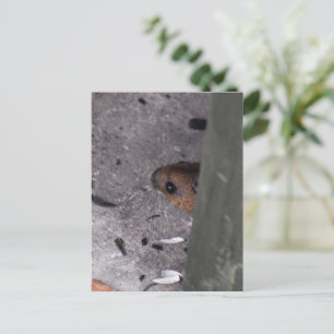 Hood Mouse Briefkaart