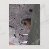 Hood Mouse Briefkaart (Voorkant)