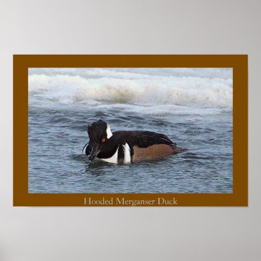 Hooded Merganser Duck Poster (Devant)